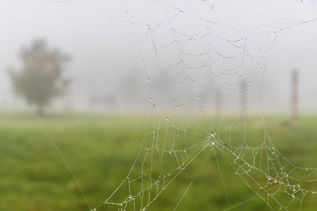 雾蒙蒙的早晨蜘蛛网图片