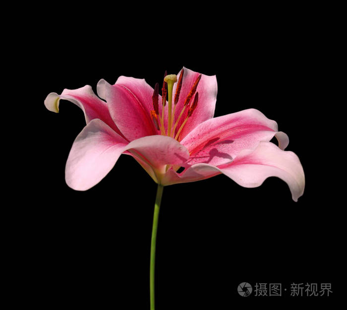 美丽的杂色百合花孤立在黑色背景上