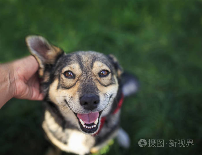 人的手抚摸着耳朵后面可爱的棕色爱乐犬