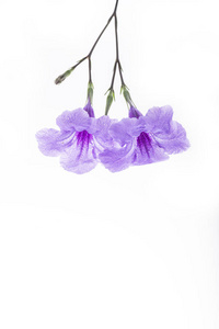紫芸香花白色孤立的花图片