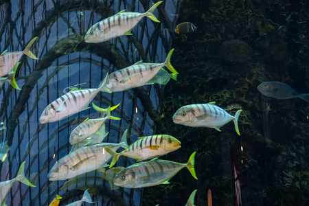 大水族馆里的五颜六色的鱼图片