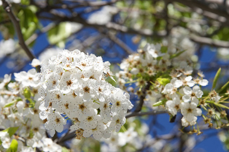 白色樱花树花丛图片