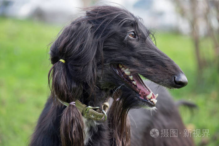 可爱的阿富汗猎犬的肖像东方灰狗或波斯灰狗宠物动物
