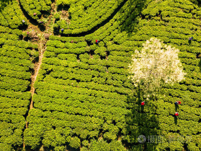 印度喀拉拉邦芒纳的茶园.鸟瞰图,无人机照片照片-正版商用图片2p2lu3-
