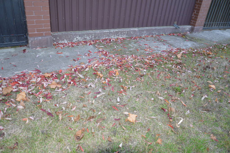 秋天从树和灌木上落下的叶子图片