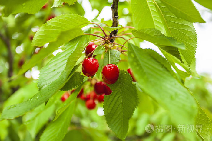 果园里的樱桃树上的樱桃,供采摘.夏天花园里嫩枝上成熟的樱桃.