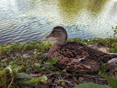 可爱的鸭子在湖边休息图片