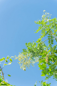 越南蓝天下树木上盛开的槐花图片