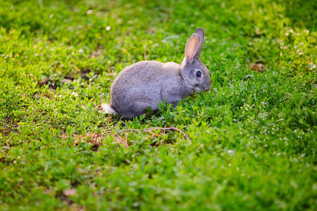 兔子尾巴吃棉尾巴兔子草.背景图像.背景形象照片