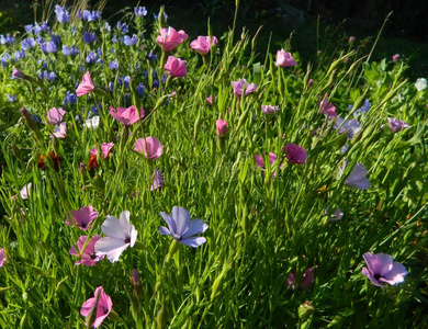 花草地