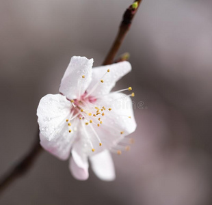 美丽的花向一树.m一cro