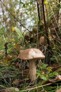 关在上面看法关于棕色的盖牛肝菌属真菌生长的采用森林.