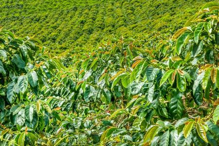 咖啡豆种植园采用杰里科,哥伦比亚