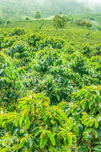 咖啡豆种植园采用杰里科,哥伦比亚