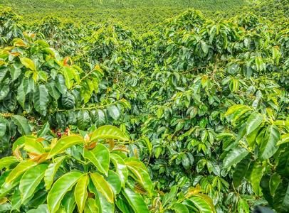 咖啡豆种植园采用杰里科,哥伦比亚