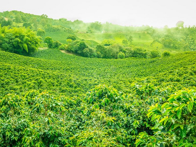 咖啡豆种植园采用杰里科,哥伦比亚