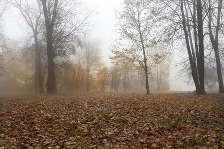 秋采用指已提到的人每年落叶的森林
