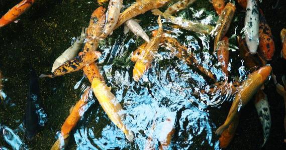 组关于富有色彩的锦鲤鱼游泳采用池塘