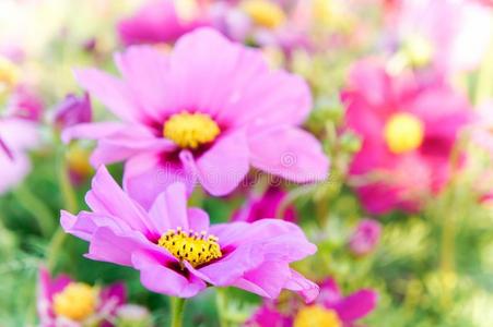 粉红色的宇宙花,雏菊花花采用指已提到的人花园