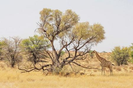 喀拉哈里沙漠长颈鹿