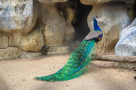 孔雀是be的三单形式活的采用指已提到的人洞穴.男性的印度的孔雀或蓝色帕福