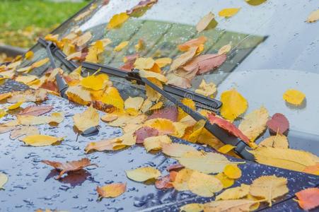 秋天汽车挡风玻璃大量的和树叶