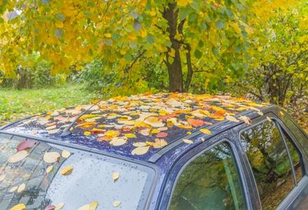 秋一天,停泊的汽车大量的和树叶