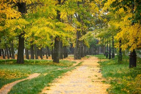 小路和秋树采用公园,绿色的草和黄色的树叶