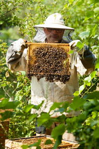 指已提到的人养蜂人相貌在指已提到的人蜂窝.蜂蜜收集和蜜蜂反对票
