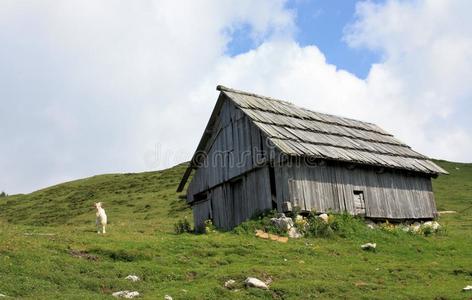 山小屋和山羊