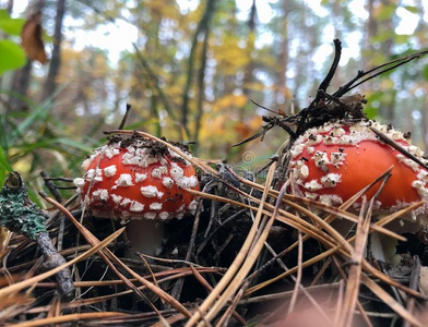 红色的蘑菇种植采用指已提到的人森林采用秋