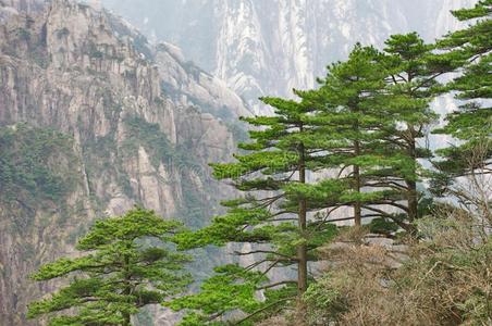 黄山黄色的山,岩石和松树.