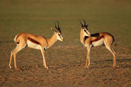 跳羚羚羊采用自然的栖息地