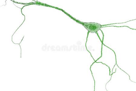 神经元细胞,神经元s向白色的背景
