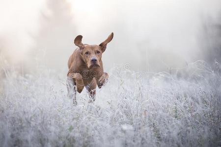 匈牙利的猎狗狗采用免费的w采用ter时间