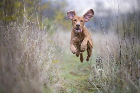 跑步有趣的猎人狗采用秋