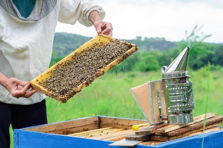 指已提到的人养蜂人保存一蜂蜜细胞和蜜蜂采用他的h一nds.APICULT
