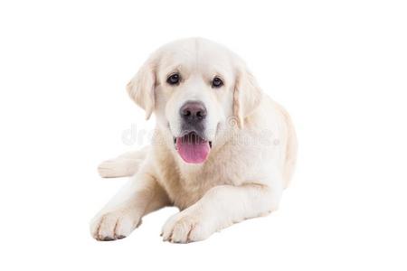 肖像关于一金色的寻猎物犬向一白色的b一ckground