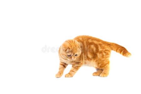 苏格兰的折叠小的婴儿猫关于红色的颜色和短的头发采用structure结构