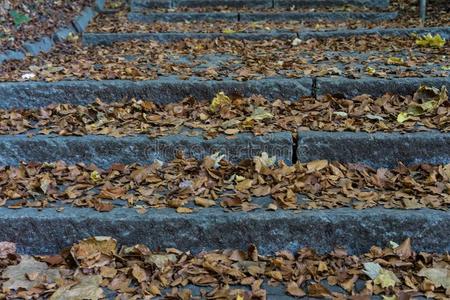 楼梯采用森林和棕色的和黄色的秋叶子