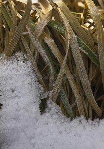 草大量的和雪