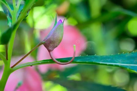 凤仙花属植物巴尔萨米娜