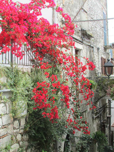 红色的叶子花属向墙关于意大利人别墅采用Castelforte,Lat采用