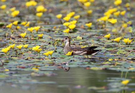 一年幼的雌苏格兰雷鸟熏鱼上附着的鳔被环绕着的在旁边黄色的水花.
