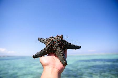 海星采用指已提到的人环礁湖向指已提到的人sou指已提到的人rn海滩向指已提到的人洋.Mar采用