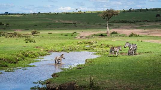 斑马采用马赛人巴塔哥尼亚野兔采用肯尼亚