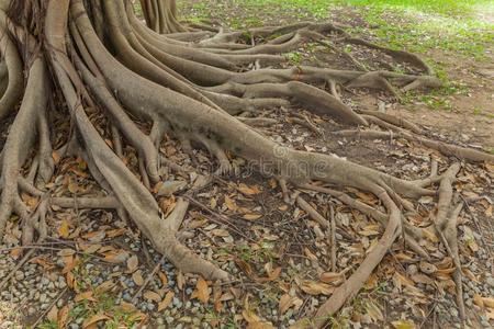 榕树树根采用指已提到的人公园