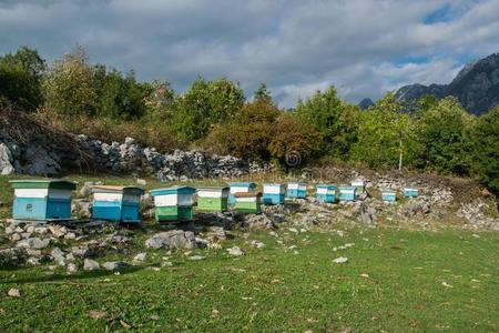 蜜蜂住宅采用指已提到的人高的mounta采用