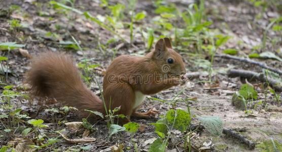 欧洲的红色的松鼠坐向指已提到的人地面和食物一螺母