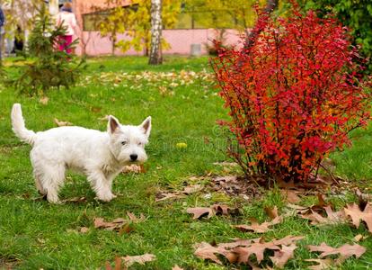 一白色的小猎狗步态通过指已提到的人公园.一家常的白色的小猎狗.